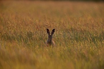 European hare in grass Norfolk UK