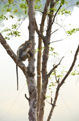 Primate in a tree at Angkor Wat in Cambodia