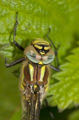 Hairy Dragonfly newly hatched from Denmark in May