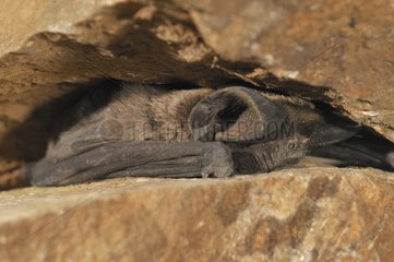 European free-tailed bat on a rock Spain