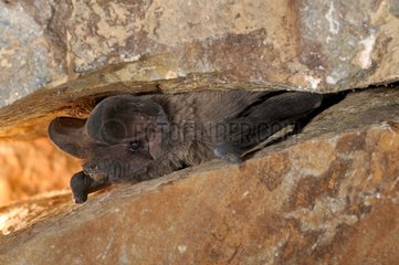 European free-tailed bat on a rock Spain