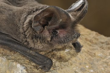 Portrait of European free-tailed bat on a rock Spain