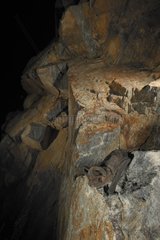 European free-tailed bat on a rock in a cave Spain