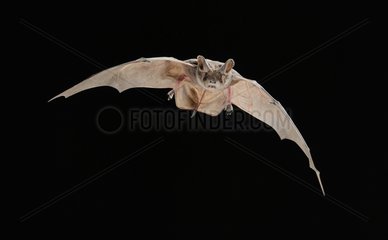 European free-tailed bat on flight Spain