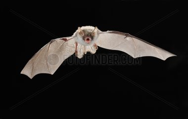 Iberian Natterer's Bat in flight Pyrenees Spain