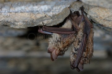 Geoffroy's bats in a cave France