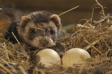 European Polecat and eggs in a henhouse Belgium