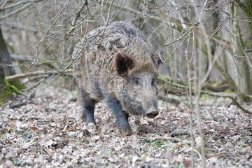 Eurasian wild boar in the woods in winter France