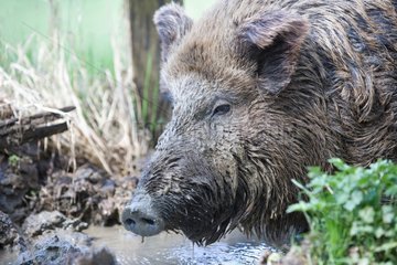 Eurasian Wild Boar and puddle France