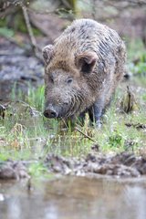 Eurasian Wild Boar and puddle France
