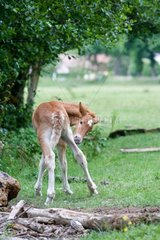 Trait Comtois Foal in meadow Franche-Comté France