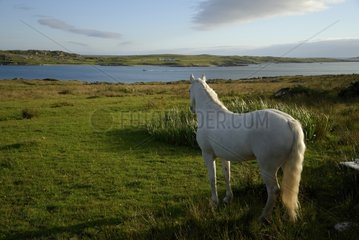 Connemara ponies in Ireland