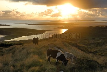 Cows in Clifden Bay Ireland