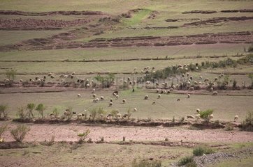 Flock of Sheep Cusco Peru Andes