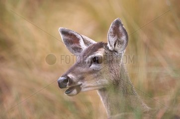 Portrait of North Andean Deer Andes Peru