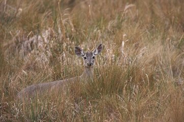 North Andean Deer in tall grass Andes Peru