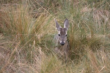 North Andean Deer in tall grass Andes Peru