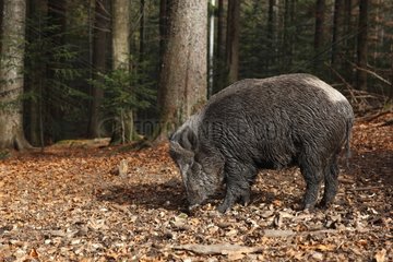 Big Male European Wild boar looking for food