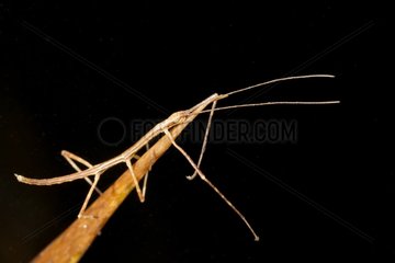 Stick Insect Andes Peru