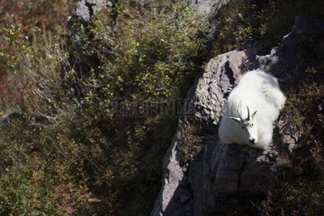 Mountain goat resting on a rocky ledge at Glacier NP USA