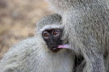 Young Vervet Monkey drinking milk Kruger NP South Africa