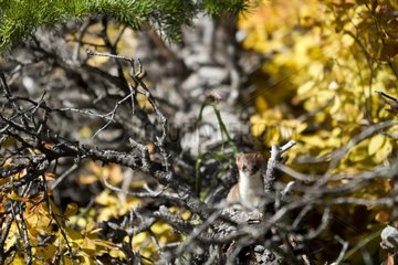 Ermine in branches Waterton Lakes NP Canada