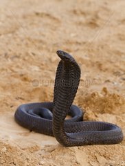 Aegyptian cobra standing southern Morocco