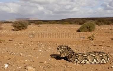Puff adder in southern Desert Morocco