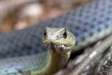 Portrait of a male Eastern Montpellier snake Greece