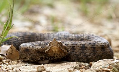 Southern Nose-horned Viper on rock Greece