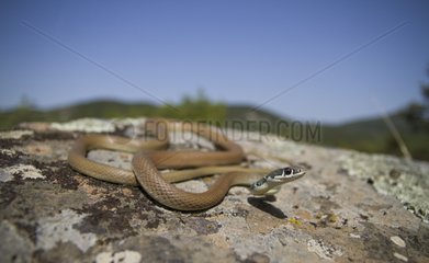 Dahl whip snake on rock Greece
