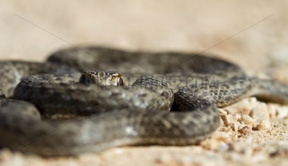 Young Eastern Montpellier snake Greece