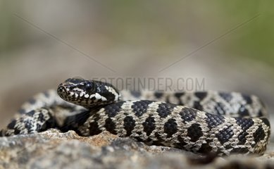Young Four lined Snake on rock Greece