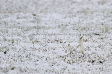 Ermine hunting in the snow Belgium
