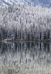 Trees reflection in a lake at Glacier NP Montana USA