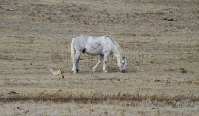 Coyote passing by a horse in Montana hills USA