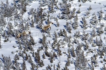 Woodland Caribou running on a snowy summit Gaspesie Canada