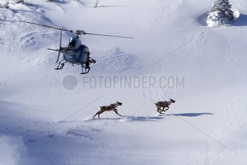Helicopter and Woodland Caribou on snowy summit Gaspésie