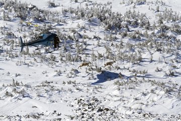 Helicopter and Woodland Caribou on snowy summit Gaspésie