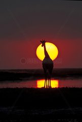 Giraffe at sunset Etosha NP Namibia