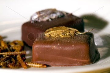 Chocolates accompanied by crickets to dried flour