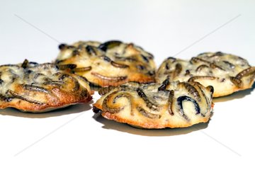 Quiches mealworms Micronutris