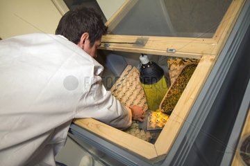 Man and rearing unit of edible insects Micronutris