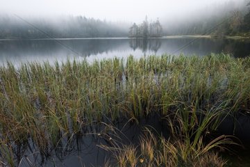 Lake in fog Reserve Kindla Sweden