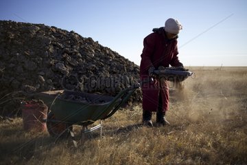 Screening of dried dung Mongolia Inland China