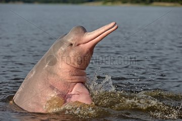 Pink River Dolphin partially out of the water Brazil
