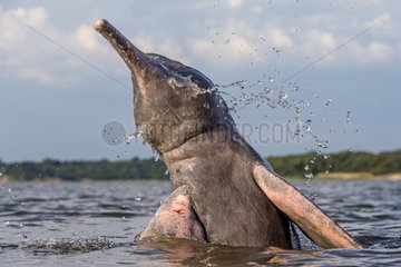 Pink River Dolphin jumping out of the water Brazil