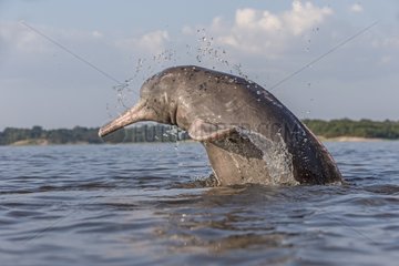 Pink River Dolphin jumping out of the water Brazil