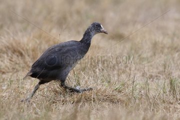 Young Coot running in the grass in summer France