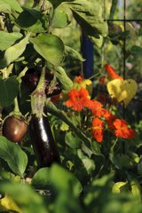 Eggplant and nasturtium in a kitchen garden